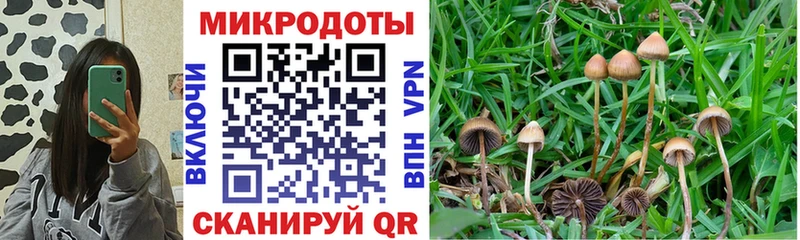 Купить где  Волгоград  Псилоцибиновые грибы Psilocybe 